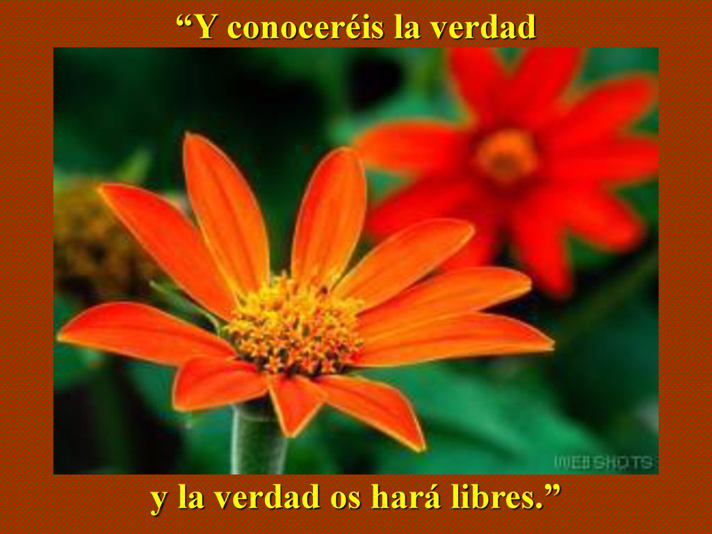 Y conoceréis la verdad y la verdad os hará libres.
