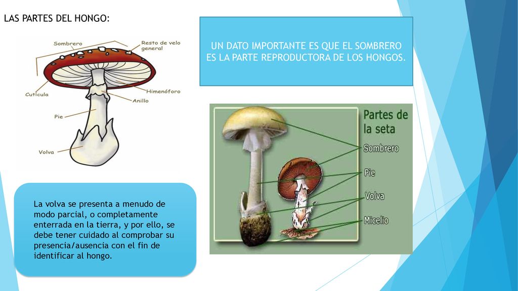 LAS PARTES DEL HONGO: UN DATO IMPORTANTE ES QUE EL SOMBRERO ES LA PARTE REPRODUCTORA DE LOS HONGOS.
