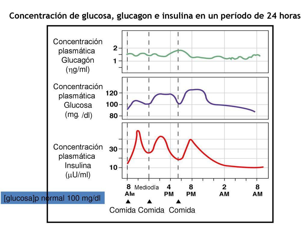 Concentración plasmática. Glucagón. (g/ml) Glucosa. (mg/ml) Insulina. (U/ml) Mediodía. Comida Comida Comida.