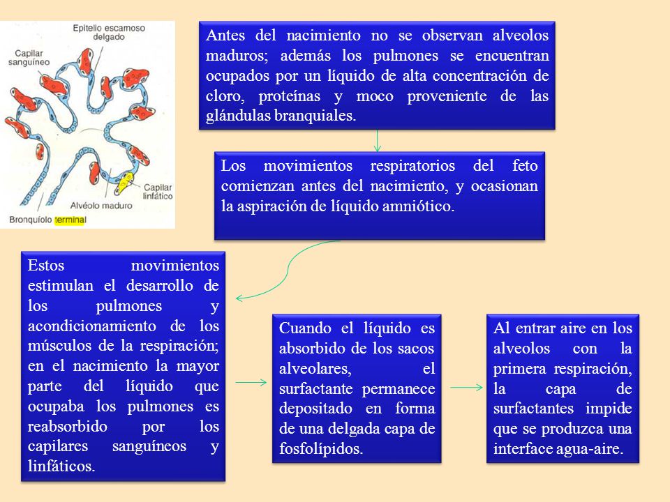 Antes del nacimiento no se observan alveolos maduros; además los pulmones se encuentran ocupados por un líquido de alta concentración de cloro, proteínas y moco proveniente de las glándulas branquiales.