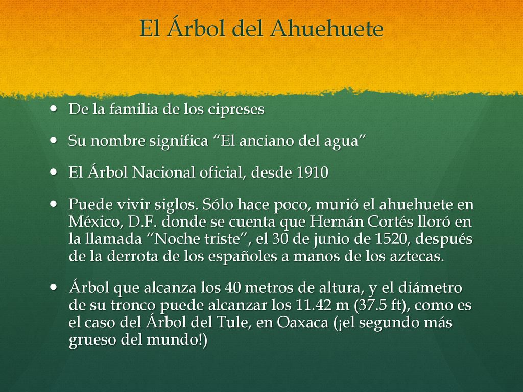 El Árbol del Ahuehuete De la familia de los cipreses