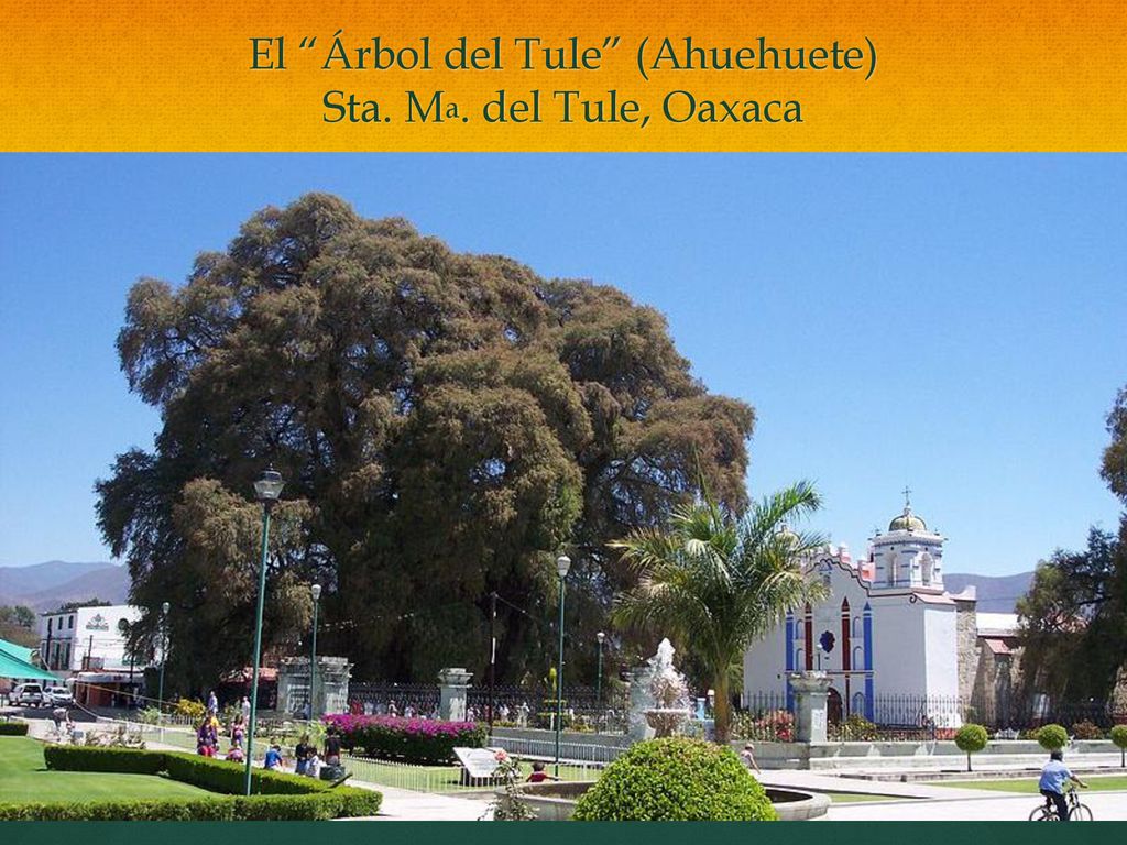 El Árbol del Tule (Ahuehuete) Sta. Ma. del Tule, Oaxaca