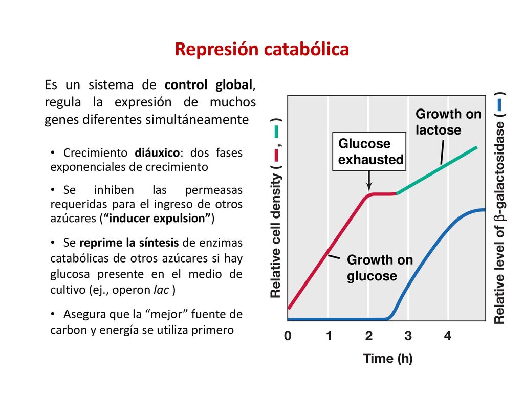 Represión catabólica Es un sistema de control global, regula la expresión de muchos genes diferentes simultáneamente.