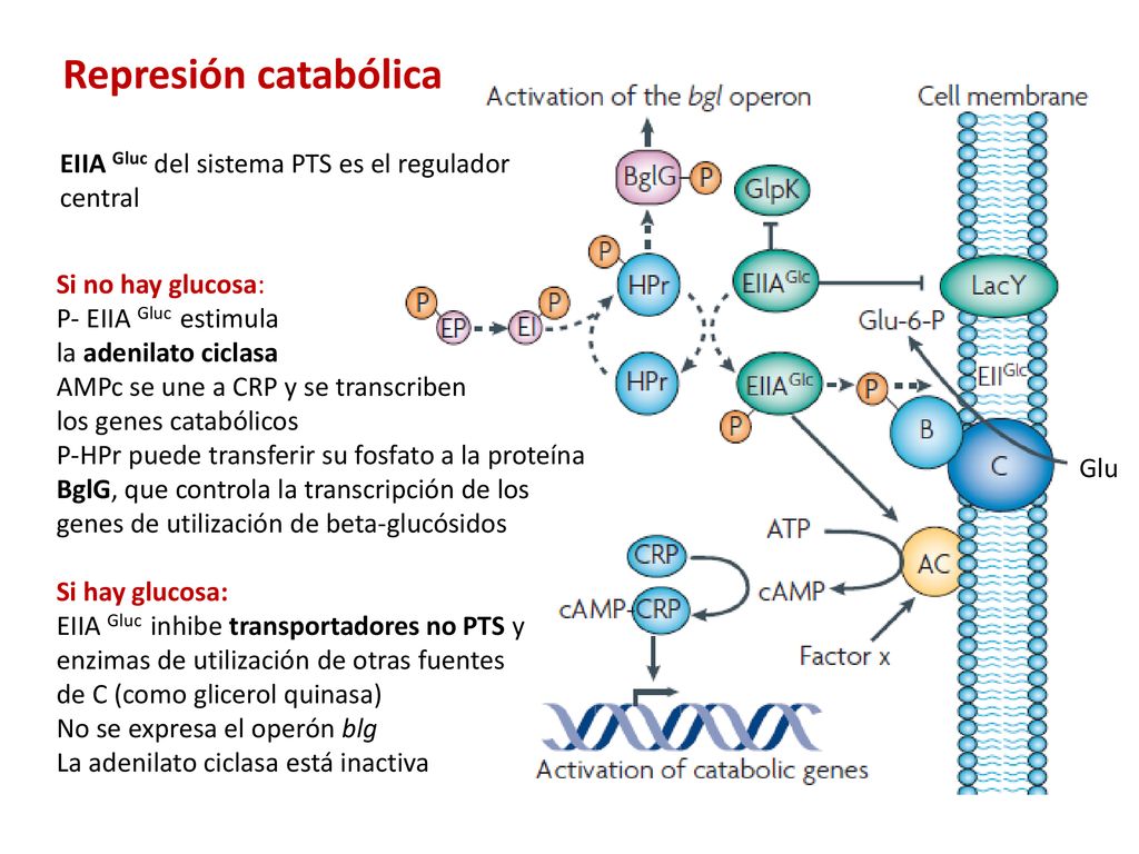 Represión catabólica EIIA Gluc del sistema PTS es el regulador central