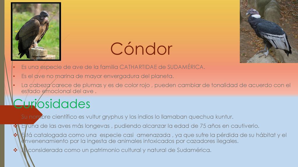 Cóndor Es una especie de ave de la familia CATHARTIDAE de SUDAMÉRICA. Es el ave no marina de mayor envergadura del planeta.