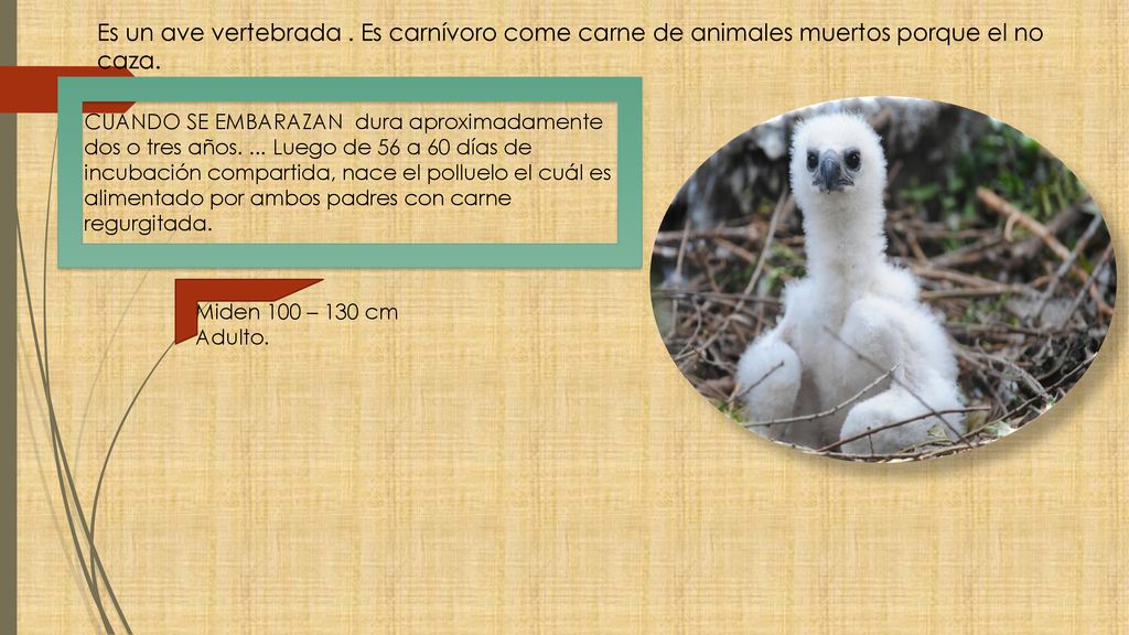 Es un ave vertebrada . Es carnívoro come carne de animales muertos porque el no caza.