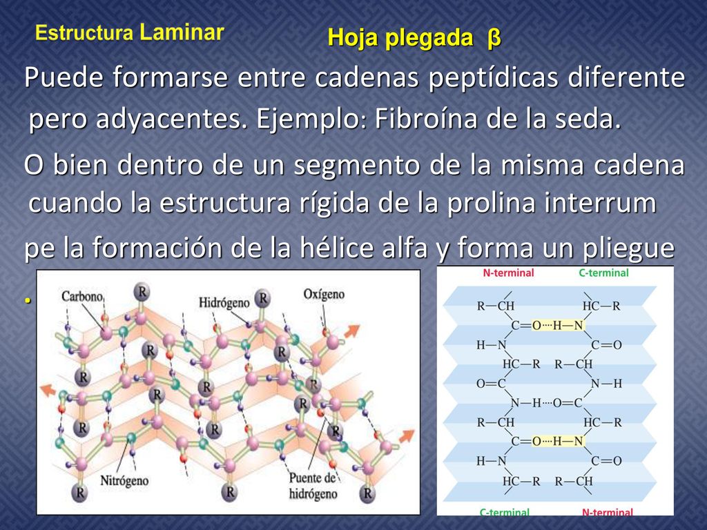pe la formación de la hélice alfa y forma un pliegue .