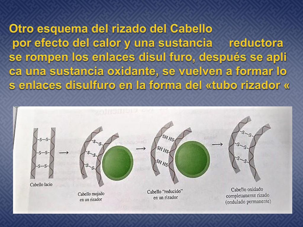 Otro esquema del rizado del Cabello por efecto del calor y una sustancia reductora se rompen los enlaces disul furo, después se aplica una sustancia oxidante, se vuelven a formar los enlaces disulfuro en la forma del «tubo rizador «