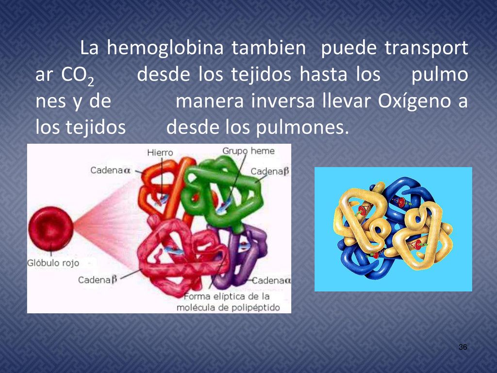 La hemoglobina tambien puede transportar CO2 desde los tejidos hasta los pulmo nes y de manera inversa llevar Oxígeno a los tejidos desde los pulmones.