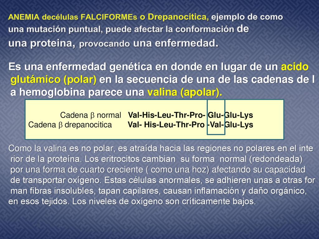 ANEMIA decélulas FALCIFORMEs o Drepanocitica, ejemplo de como una mutación puntual, puede afectar la conformación de una proteina, provocando una enfermedad.