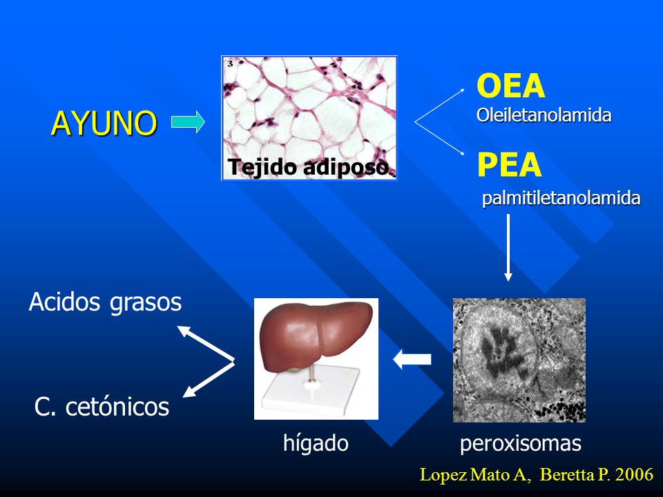 OEA AYUNO PEA Acidos grasos C. cetónicos Tejido adiposo hígado