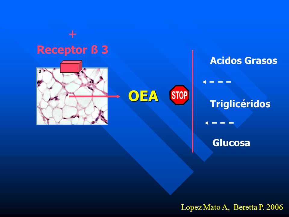OEA + Receptor ß 3 Acidos Grasos Triglicéridos Glucosa