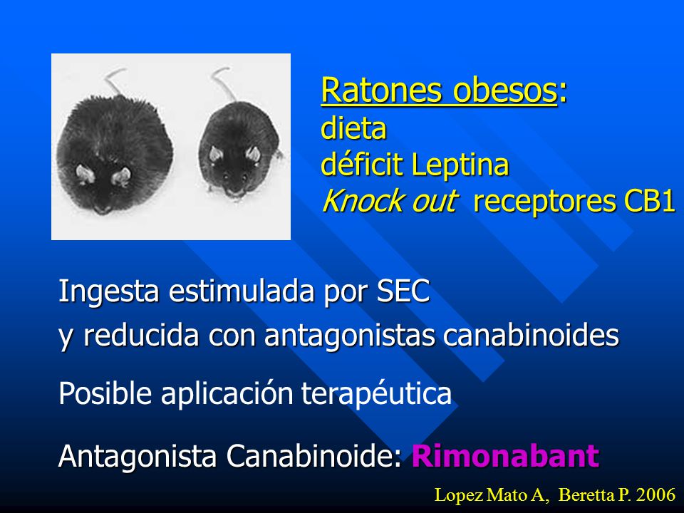 Ratones obesos: dieta déficit Leptina Knock out receptores CB1