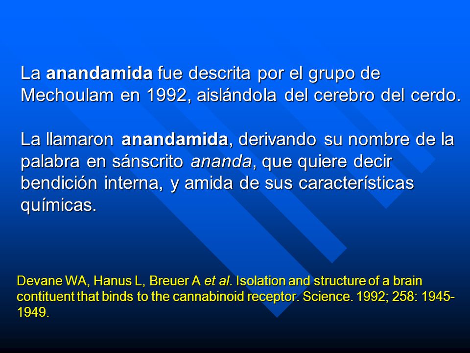 La anandamida fue descrita por el grupo de Mechoulam en 1992, aislándola del cerebro del cerdo.