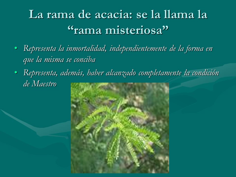 La rama de acacia: se la llama la rama misteriosa