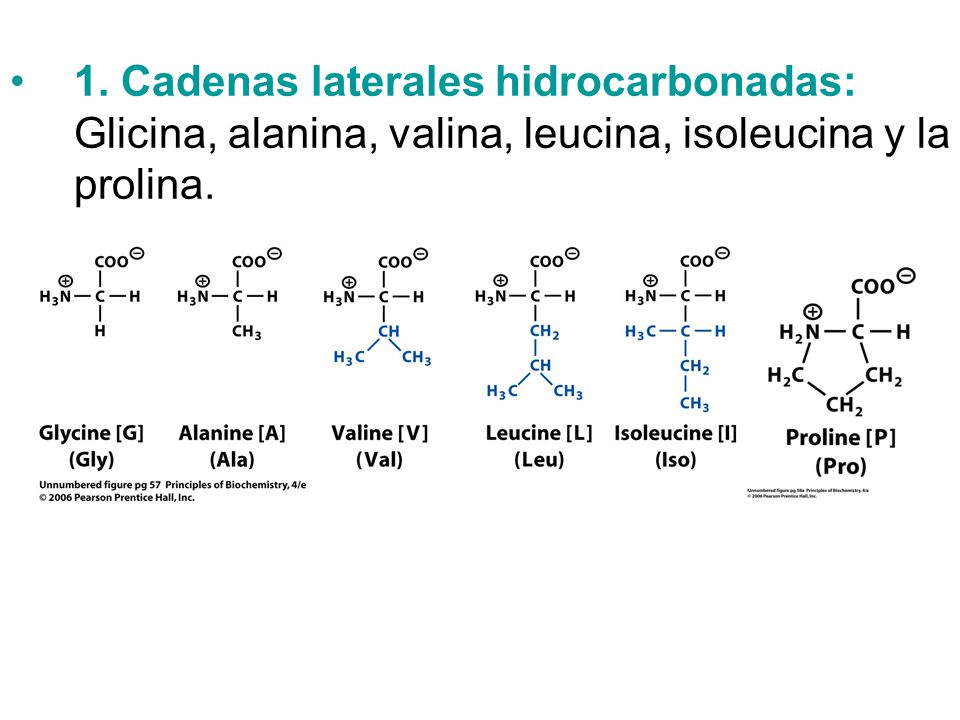 1. Cadenas laterales hidrocarbonadas: Glicina, alanina, valina, leucina, isoleucina y la prolina.