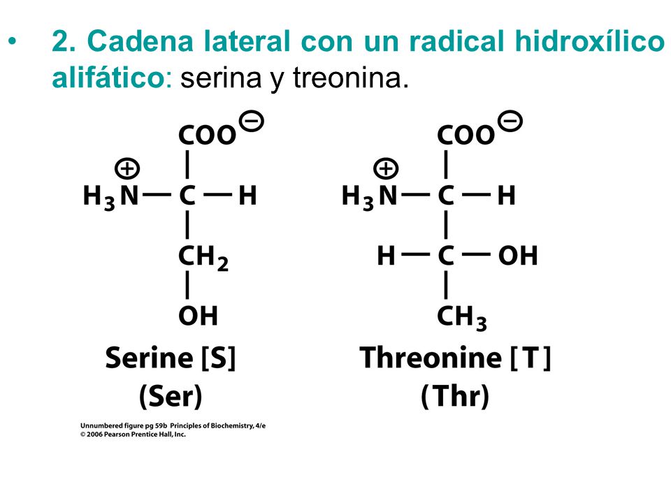 2. Cadena lateral con un radical hidroxílico alifático: serina y treonina.