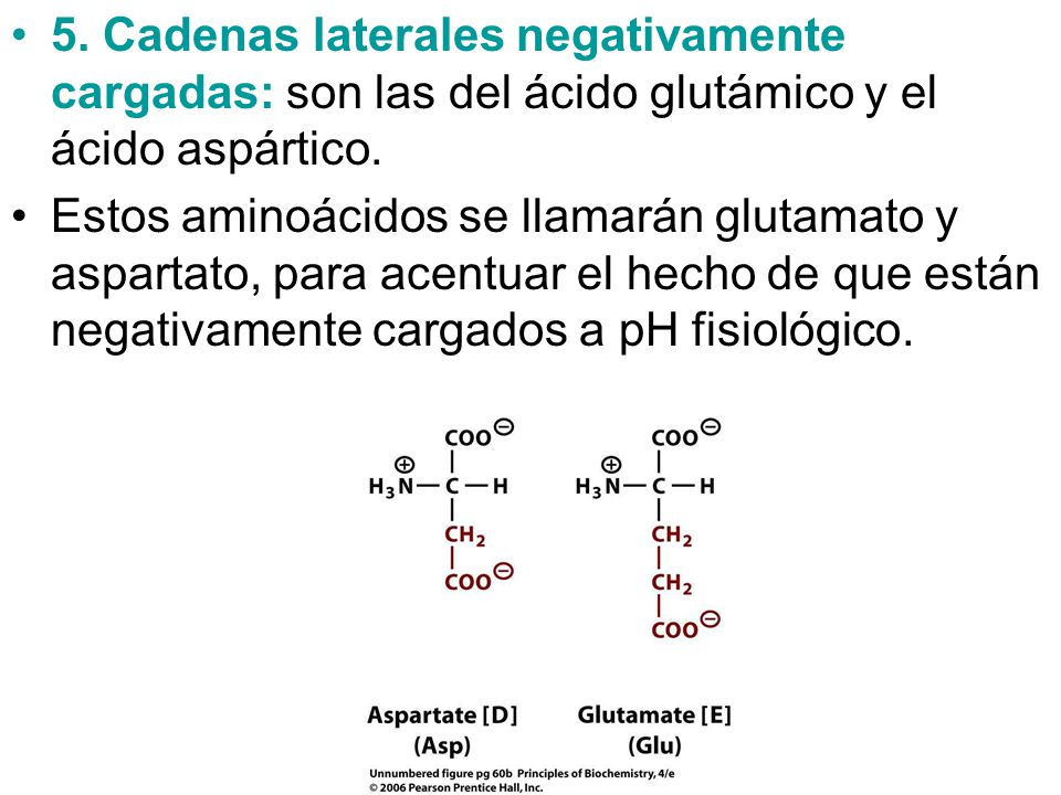 5. Cadenas laterales negativamente cargadas: son las del ácido glutámico y el ácido aspártico.