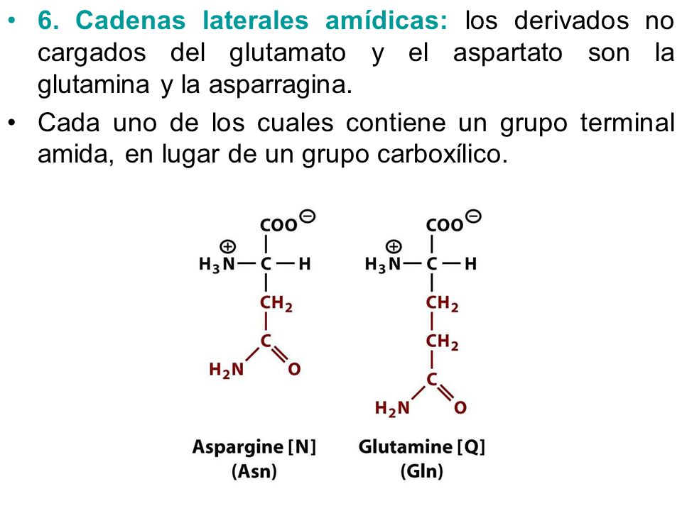 6. Cadenas laterales amídicas: los derivados no cargados del glutamato y el aspartato son la glutamina y la asparragina.