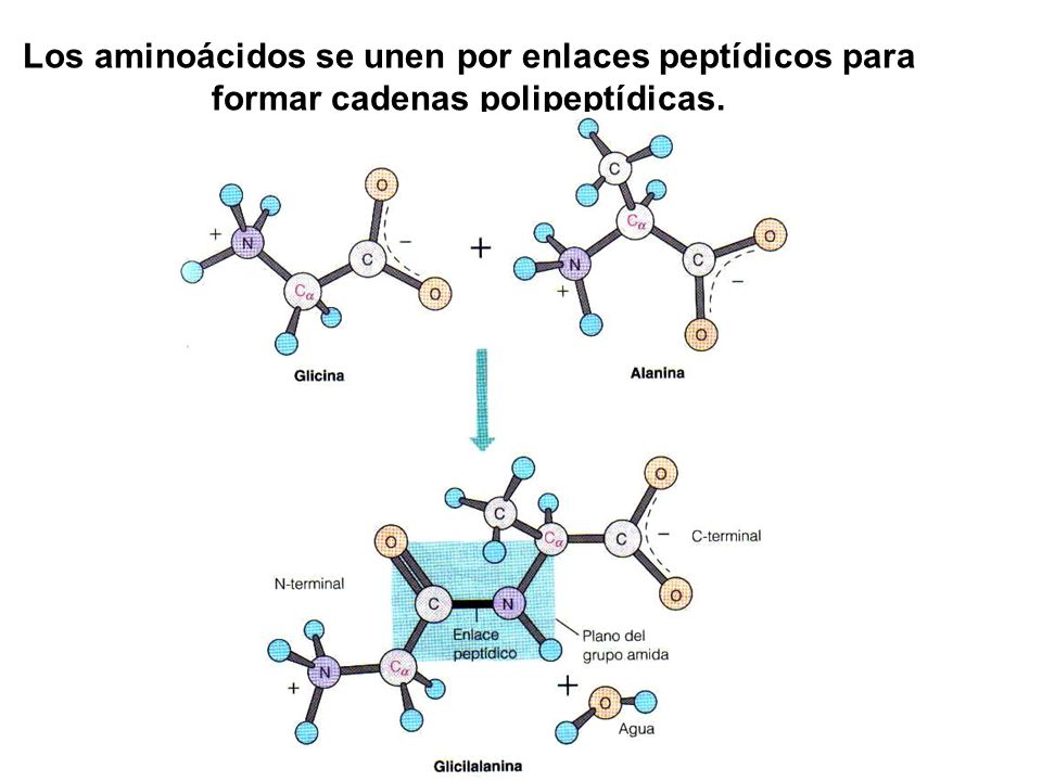 Los aminoácidos se unen por enlaces peptídicos para formar cadenas polipeptídicas.