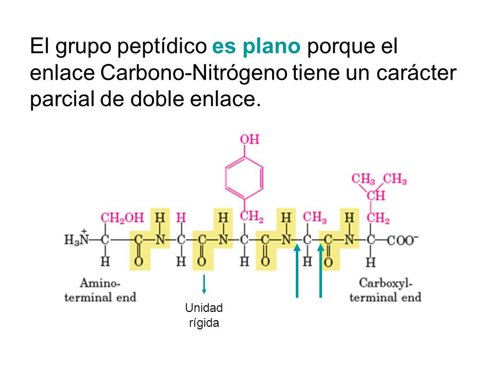El grupo peptídico es plano porque el enlace Carbono-Nitrógeno tiene un carácter parcial de doble enlace.
