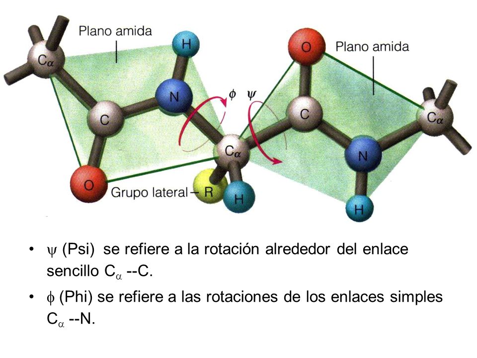  (Psi) se refiere a la rotación alrededor del enlace sencillo C --C.
