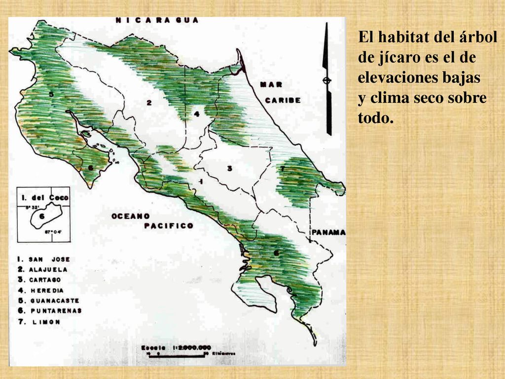 El habitat del árbol de jícaro es el de elevaciones bajas y clima seco sobre todo.
