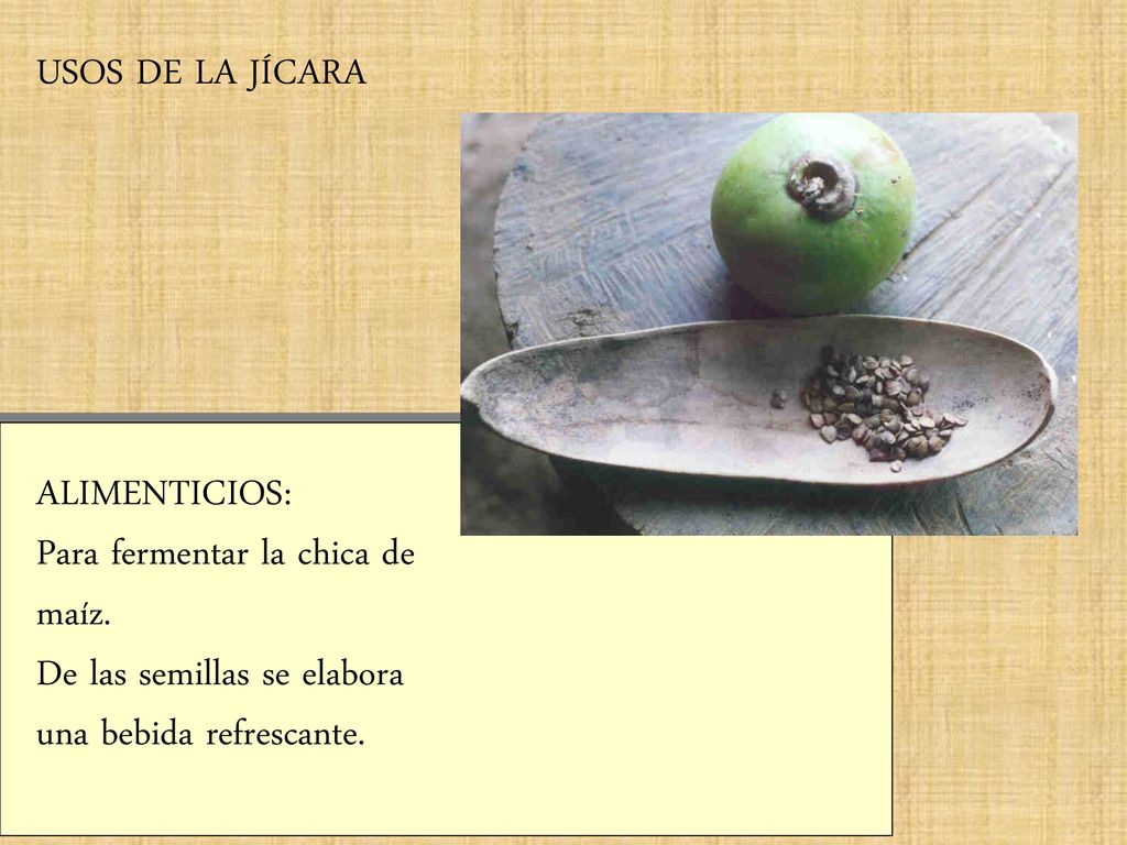 USOS DE LA JÍCARA ALIMENTICIOS: Para fermentar la chica de.
