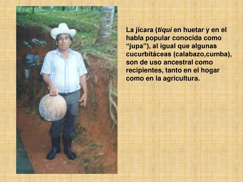 La jícara (tiquí en huetar y en el habla popular conocida como jupa ), al igual que algunas cucurbitáceas (calabazo,cumba), son de uso ancestral como recipientes, tanto en el hogar
