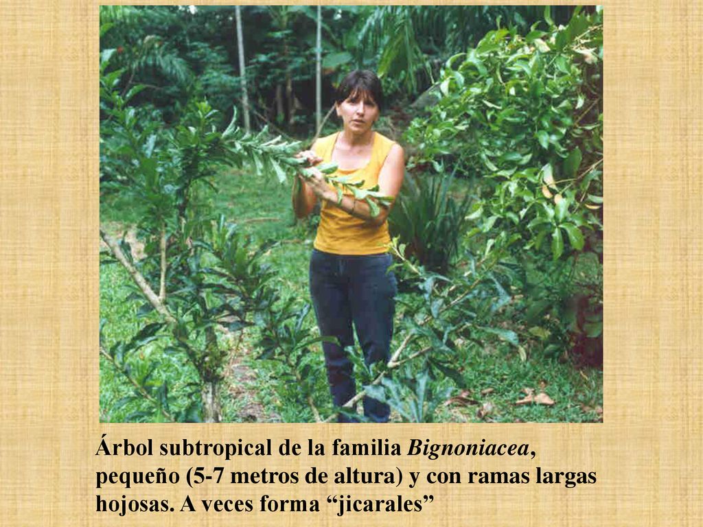 Árbol subtropical de la familia Bignoniacea, pequeño (5-7 metros de altura) y con ramas largas hojosas.