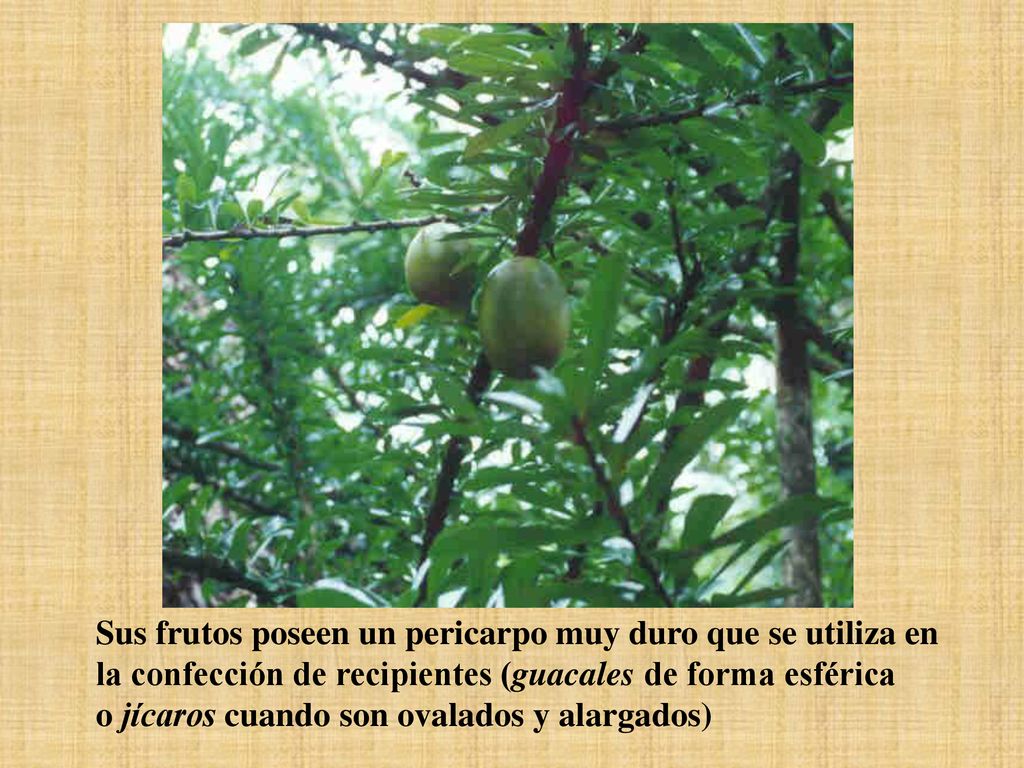 Sus frutos poseen un pericarpo muy duro que se utiliza en