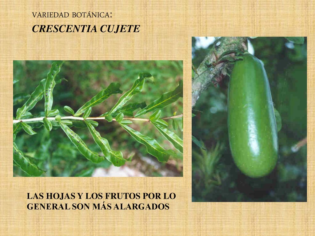 VARIEDAD BOTÁNICA: CRESCENTIA CUJETE LAS HOJAS Y LOS FRUTOS POR LO