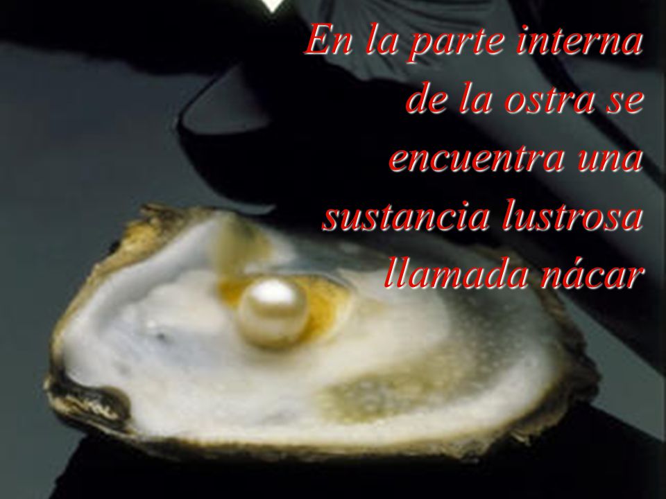 En la parte interna de la ostra se encuentra una sustancia lustrosa llamada nácar
