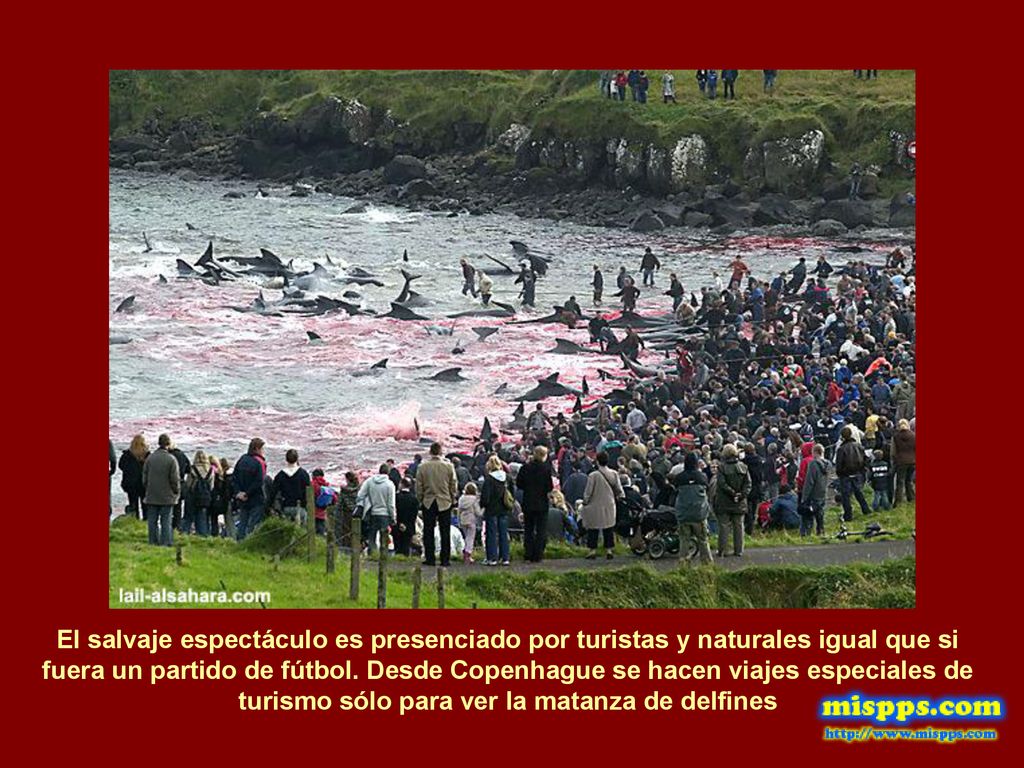 El salvaje espectáculo es presenciado por turistas y naturales igual que si fuera un partido de fútbol.