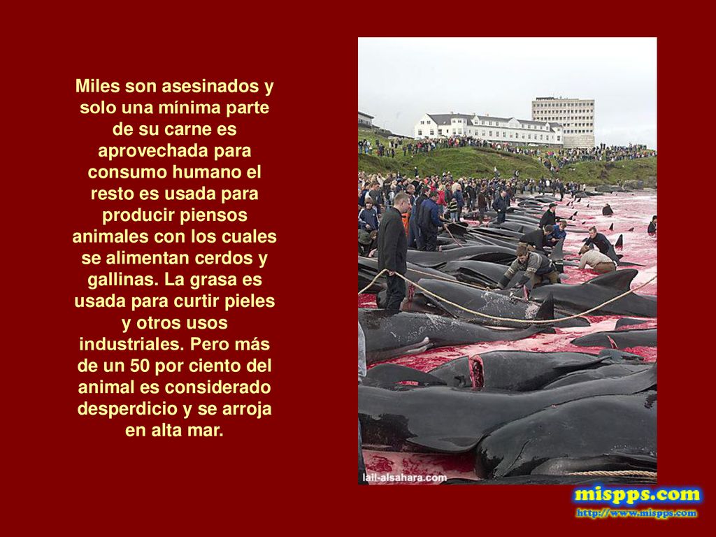Miles son asesinados y solo una mínima parte de su carne es aprovechada para consumo humano el resto es usada para producir piensos animales con los cuales se alimentan cerdos y gallinas.