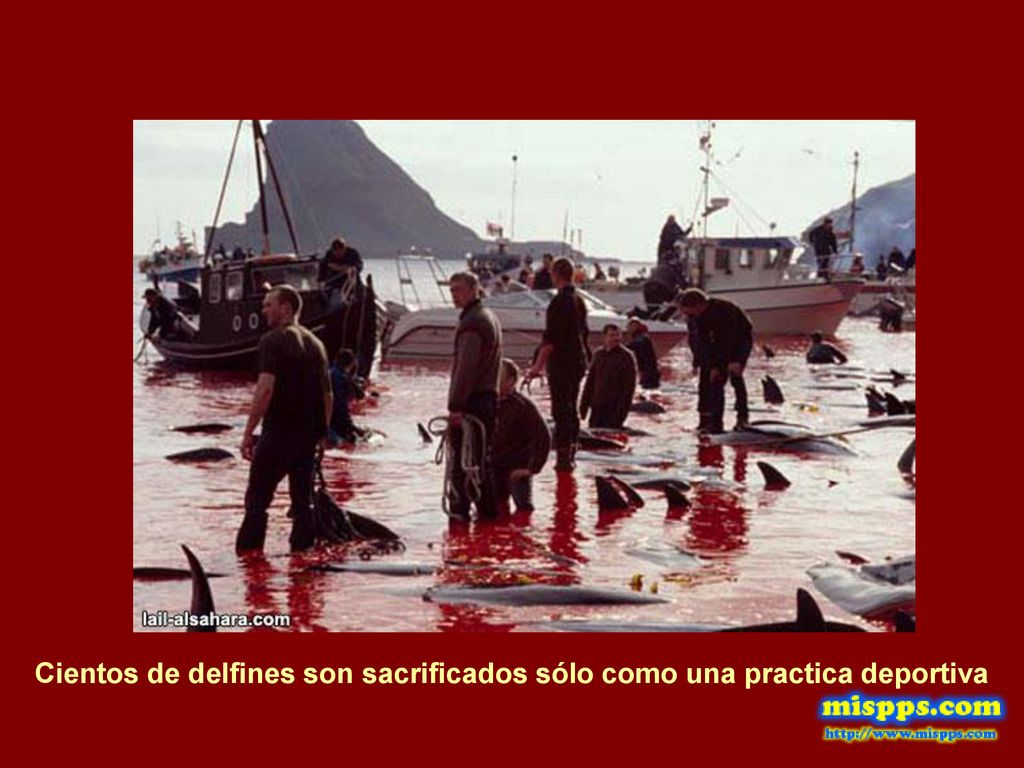 Cientos de delfines son sacrificados sólo como una practica deportiva