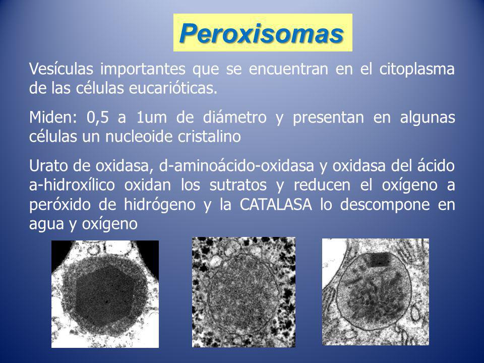 Peroxisomas Vesículas importantes que se encuentran en el citoplasma de las células eucarióticas.