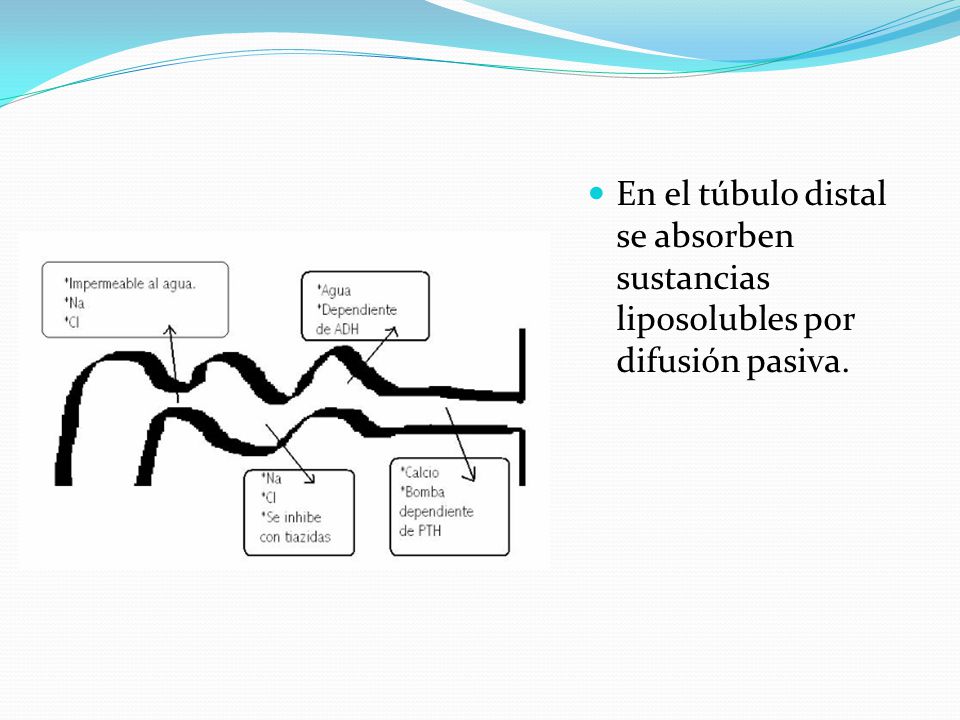 En el túbulo distal se absorben sustancias liposolubles por difusión pasiva.