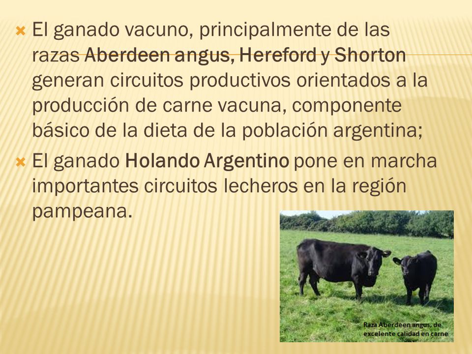 El ganado vacuno, principalmente de las razas Aberdeen angus, Hereford y Shorton generan circuitos productivos orientados a la producción de carne vacuna, componente básico de la dieta de la población argentina;