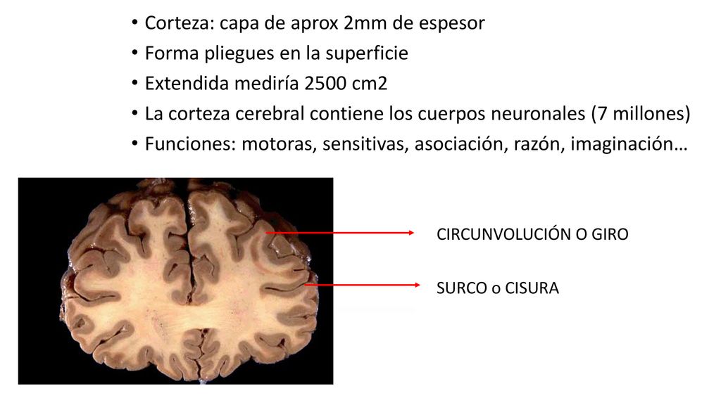 Corteza: capa de aprox 2mm de espesor Forma pliegues en la superficie