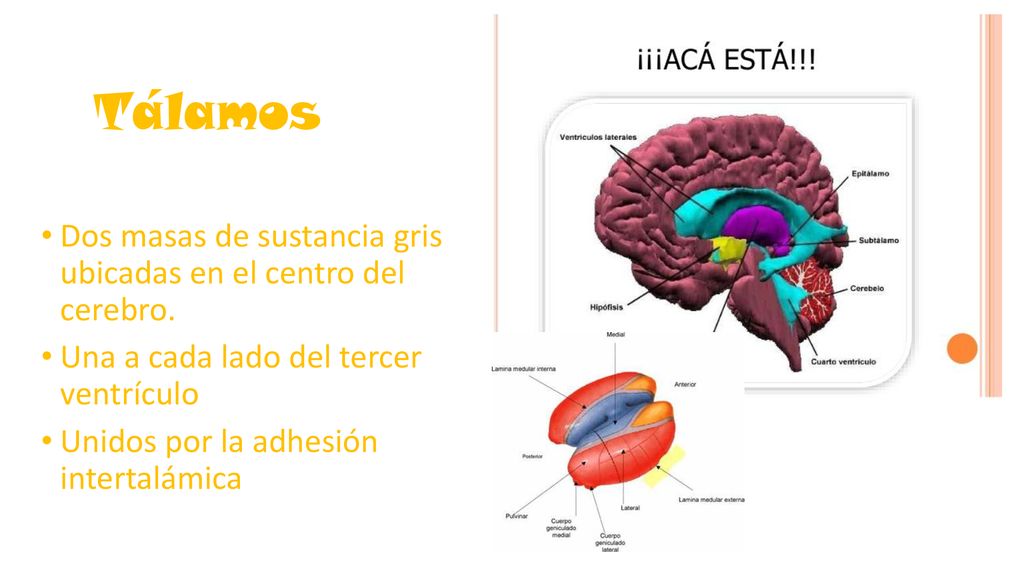 Tálamos Dos masas de sustancia gris ubicadas en el centro del cerebro.