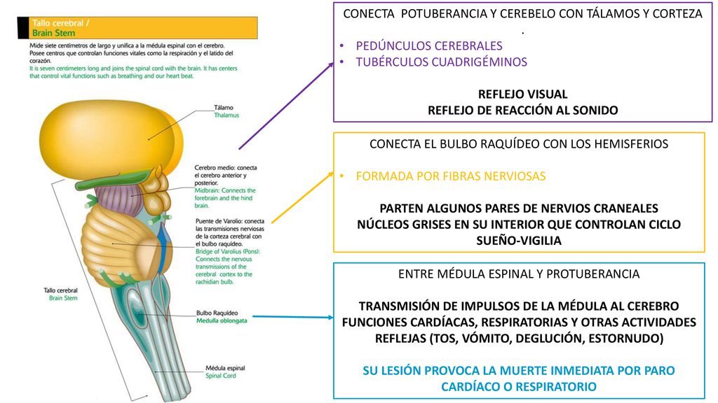 CONECTA POTUBERANCIA Y CEREBELO CON TÁLAMOS Y CORTEZA .