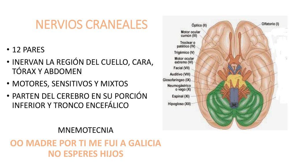 OO MADRE POR TI ME FUI A GALICIA NO ESPERES HIJOS