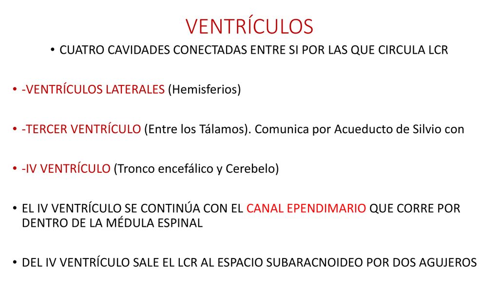 CUATRO CAVIDADES CONECTADAS ENTRE SI POR LAS QUE CIRCULA LCR