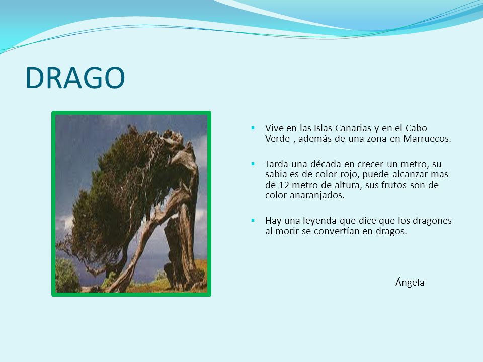 DRAGO Vive en las Islas Canarias y en el Cabo Verde , además de una zona en Marruecos.