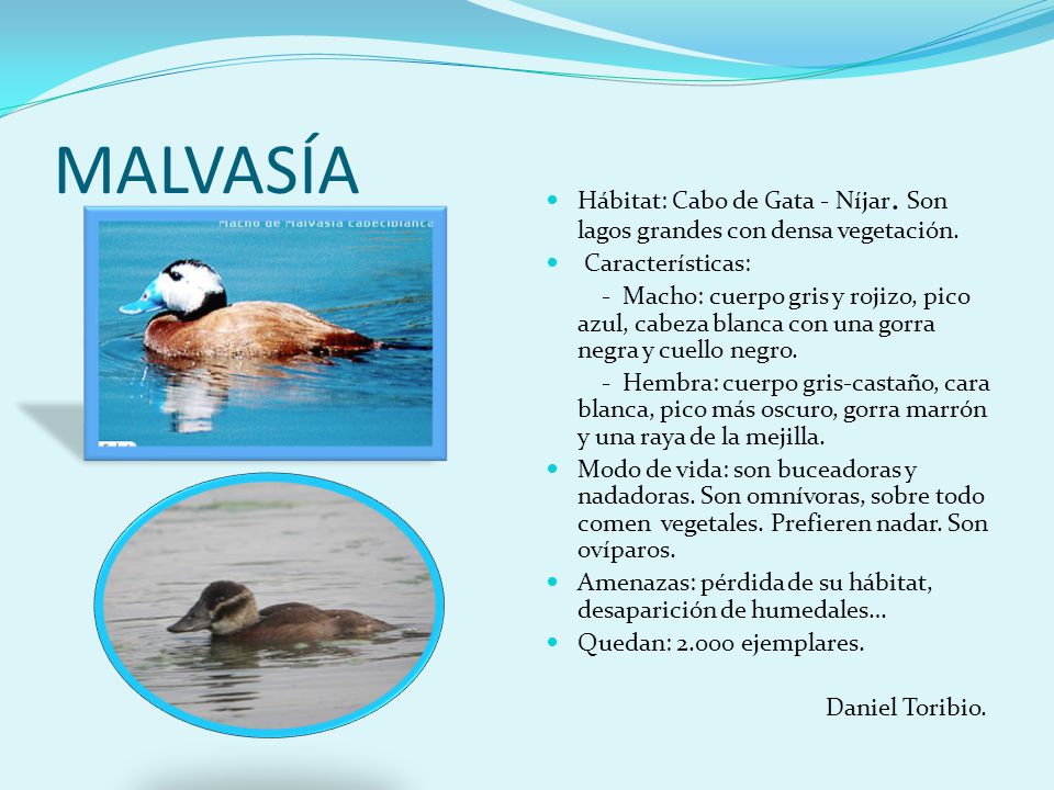 MALVASÍA Hábitat: Cabo de Gata - Níjar. Son lagos grandes con densa vegetación. Características: