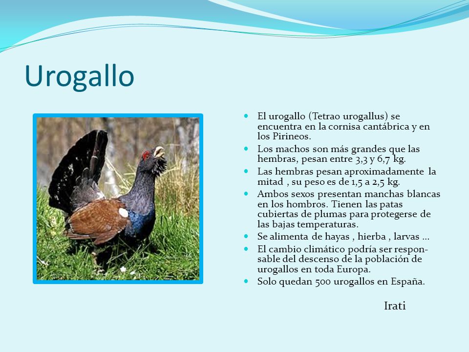 Urogallo El urogallo (Tetrao urogallus) se encuentra en la cornisa cantábrica y en los Pirineos.