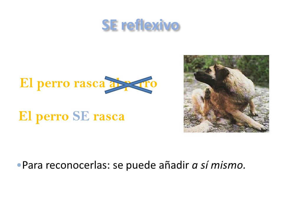SE reflexivo El perro rasca al perro El perro SE rasca