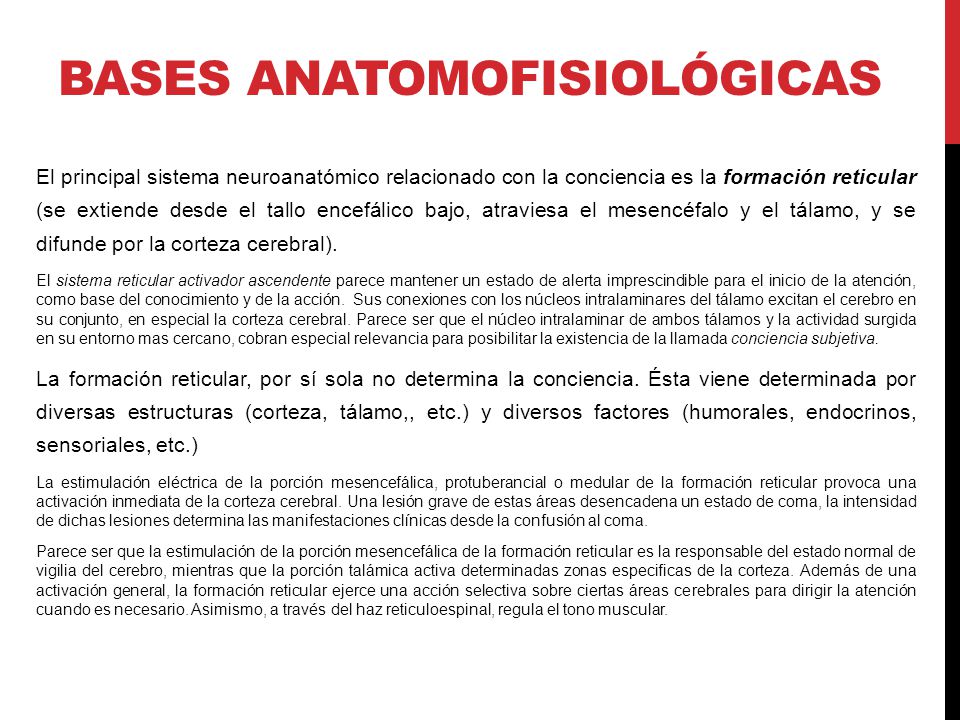 Bases anatomofisiológicas