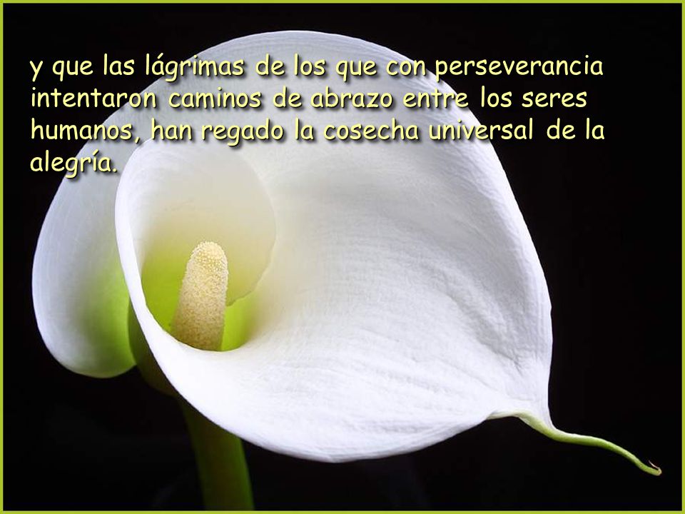 y que las lágrimas de los que con perseverancia intentaron caminos de abrazo entre los seres humanos, han regado la cosecha universal de la alegría.